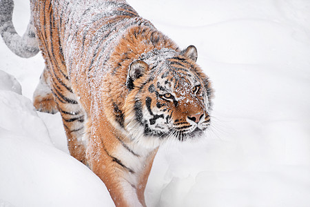 冬季雪中西伯利亚老虎的近距离肖像手表天气白色哺乳动物鼻子荒野猫科动物相机眼睛图片