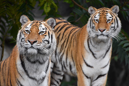 两只亚穆尔老虎的近距离肖像夫妻野生动物濒危晶须荒野森林哺乳动物动物园绿色动物图片