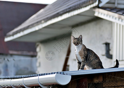 坐在屋顶上的猫咪图片