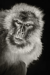 巴尔巴里马卡克阶段动物群森林野生动物哺乳动物灵长类动物蛆虫荒野猕猴图片