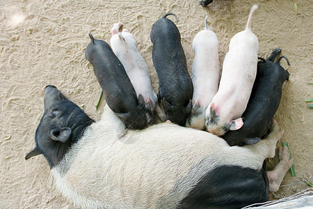 小猪在吃母乳农场家庭哺乳动物母亲团体猪圈吮吸仔猪配种婴儿图片
