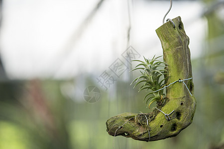 Tillandsia 或带有小木木木木质浮体的菠萝图片