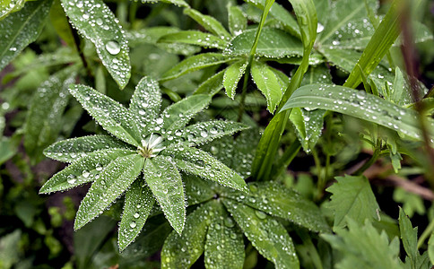 绿植物叶上的露水宏观天气朗讯水滴生长反射火花雨滴珠子露珠图片