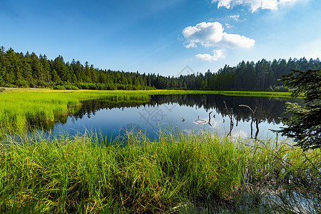 或黑湖 斯洛文尼亚波霍耶的大众登山目的地池塘地标日光公园阳光踪迹植物小路三叶娱乐图片