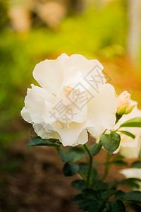 愤怒的白玫瑰风格花瓣婚礼装饰玫瑰背景图片