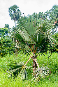美丽的棕榈树及其阳光下的叶子花园植物绿色植物树干环境食物生长森林植物群生态图片
