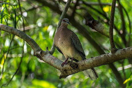 在树枝里唱鸟歌 对抗早晨的阳光 可爱的鸟咪坐在春天花园的树枝上生态观鸟休息雨林雀科花园宏观蓝色野生动物羽毛图片
