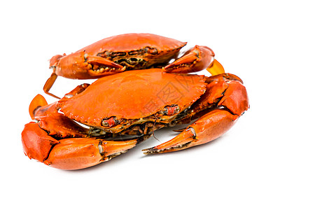 两只蒸螃蟹在白色背景和复制空间上被隔离 海产食品餐厅的构想是背景图片
