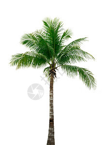 在白背景上隔离的椰子树 用于广告装饰建筑 夏季和海滩概念椰子植物白色情调棕榈植物学植物群树干晴天叶子图片