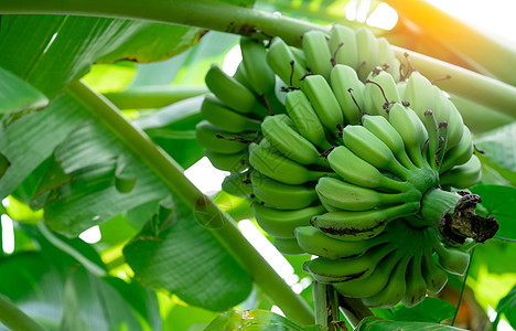 与束未加工的绿色香蕉和香蕉绿色叶子的香蕉树 栽培的香蕉 用于治疗腹泻和胃炎的草药 热带水果 农业 有机食品图片