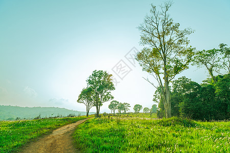 美丽的乡村景观 绿草如茵的田野 白色的花朵 尘土飞扬的乡间小路 靠近山的山上的树木 湛蓝的天空 自然构成图片