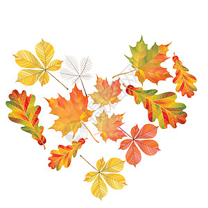 色彩多彩的秋叶之心与白色背景隔绝 简单的卡通平板风格 矢量插图季节生态花园绘画橡木橙子植物群植物学森林标本馆图片