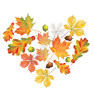 色彩多彩的秋叶之心与白色背景隔绝 简单的卡通平板风格 矢量插图绘画叶子标本馆花园收藏橡子生态植物群森林橙子图片