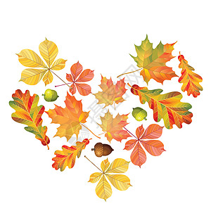 色彩多彩的秋叶之心与白色背景隔绝 简单的卡通平板风格 矢量插图生态季节橙子花园收藏植物植物群森林叶子绘画图片