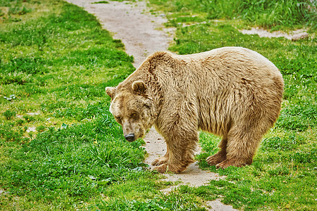 棕熊在草上动物亚纲动物群形目哺乳动物草地独居昼夜真熊食肉图片