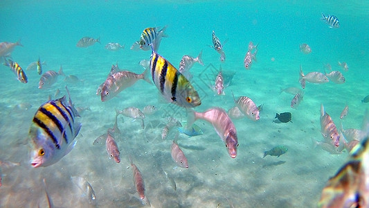 鱼外科动物 Seabreams和在光亮的c周围游泳障碍情调动物群潜水鼠科蓝色热带医生浅滩荒野图片