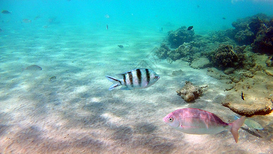 鱼外科动物 Seabreams和在光亮的c周围游泳蓝色珊瑚障碍海洋浮潜医生动物群富豪旗尾荒野图片