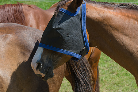 对马匹的飞行保护骑术鬃毛赛马马力少年苍蝇寄生虫阳光动物农场图片