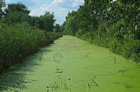 夏季在沼泽地兴旺植被图片