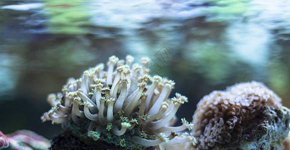 紫水珊瑚图片