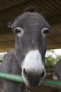 驴子国家耳朵动物灰色黑色骡子草地农场哺乳动物牧场图片