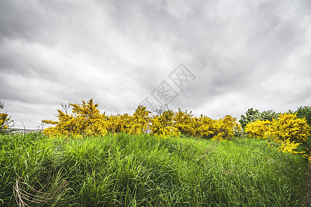 青草中的黄扫树丛图片