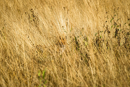 红狐狸躲藏在高草丛中图片