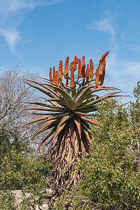 在比勒陀利亚Voortrekker纪念碑流花独木舟背景图片