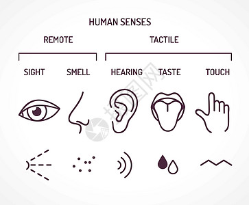 5种人类基本感官 视觉 嗅觉 听觉 品味和触摸 一系列轮廓符号作为眼鼻耳舌手指图片