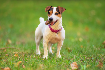 在草地上的公园里狗游戏犬类朋友哺乳动物舌头鼻子小狗伴侣猎犬晴天图片