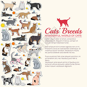 矢量品种猫图标贴纸集 可爱的动物插图宠物设计 收集不同的小猫布局平面贴纸湾图片