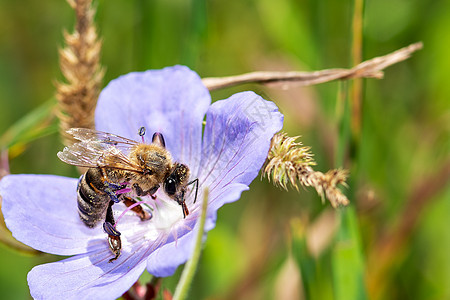 花上蜜蜂 插花结花 宏观花园黄色花瓣紫色绿色花蜜蜂蜜飞行动物粉色图片
