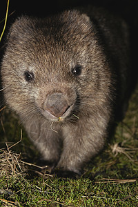 晚上的Wombat动物哺乳动物野生动物兽毛兽面图片