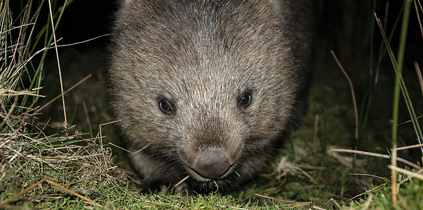 晚上的Wombat哺乳动物兽毛动物兽面野生动物图片