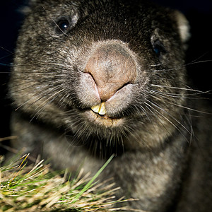 晚上的Wombat兽面哺乳动物兽毛动物野生动物图片