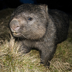 晚上的Wombat野生动物动物兽面兽毛哺乳动物图片