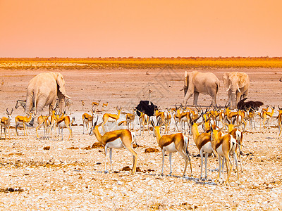 非洲纳米比亚埃托沙国家公园Etosha水坑的印地拉和大象群跳羚团体沙漠羚羊游客动物群盆地哺乳动物家庭瞪羚图片