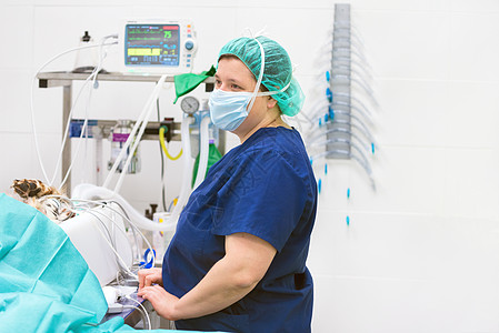 手术室的兽医医生肖像 背景麻醉监测 请访问手术室控制板外科医院考试帮助控制宠物手术病房机器图片