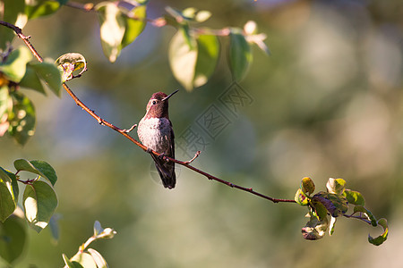 安娜的蜂鸟蜂鸟 在加州的一棵树里红色鸟类红宝石红喉花园绿色翅膀喉咙野生动物白色图片
