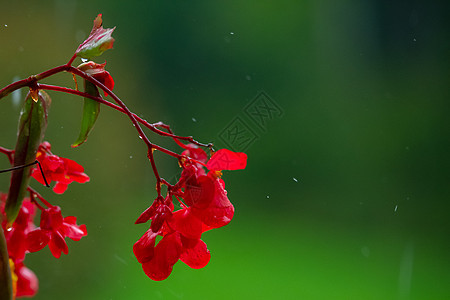 雨中绿色背景的红色不耐热的花朵 与世隔绝脆弱性宏观地毯树叶水滴菜鸟雨滴紫色园艺绿色植物图片