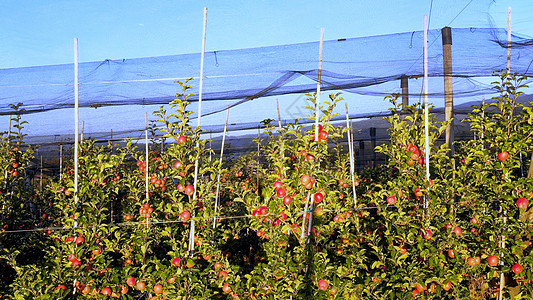 苹果种植园 果园和防冰冠网以保护花园栽培收成食物企业收获园艺叶子水果果树图片