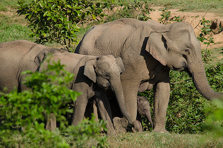 亚洲大象是亚西娅的五只大动物荒野智力记录大耳朵旅游婴儿家庭公园动物哺乳动物图片