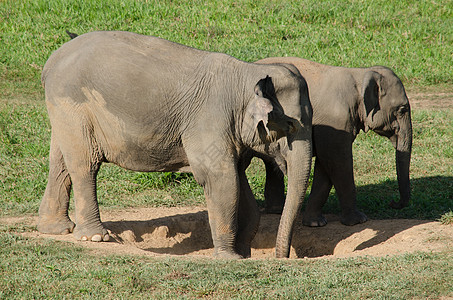 大象鼻子公园旅行高清图片