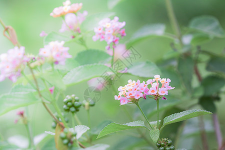 粉色亚拿植物学植物热带植物群草本植物灌木花园花朵叶子园艺图片