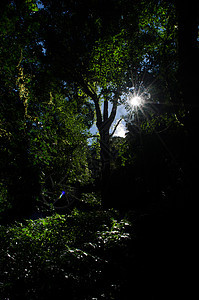 森林中的光明公园环境蓝色绿色山脉日落旅行森林爬坡场景图片