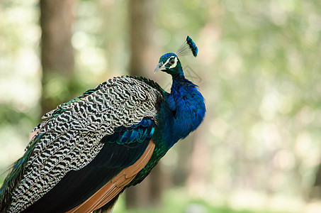 印度的梨禽正在地面上行走以获取食物栖息地生物学荒野橙子石头蓝色雉鸡观鸟衬套歌曲图片