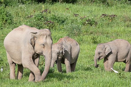 大象鼻子国家的自然高清图片