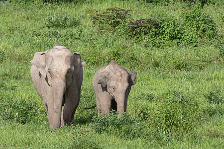 大象鼻子环境旅游高清图片