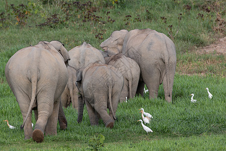 大象鼻子泰国野生动物高清图片