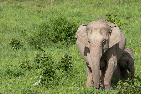 亚洲大象是亚西娅的五只大动物婴儿人象森林野生动物智力环境草原旅行大耳朵丛林图片